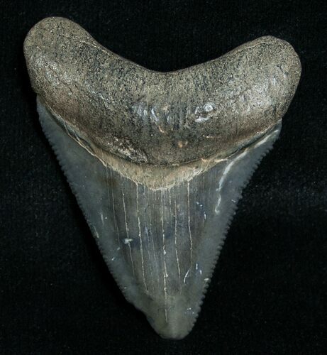 Megalodon Tooth - Peace River, FL #6373